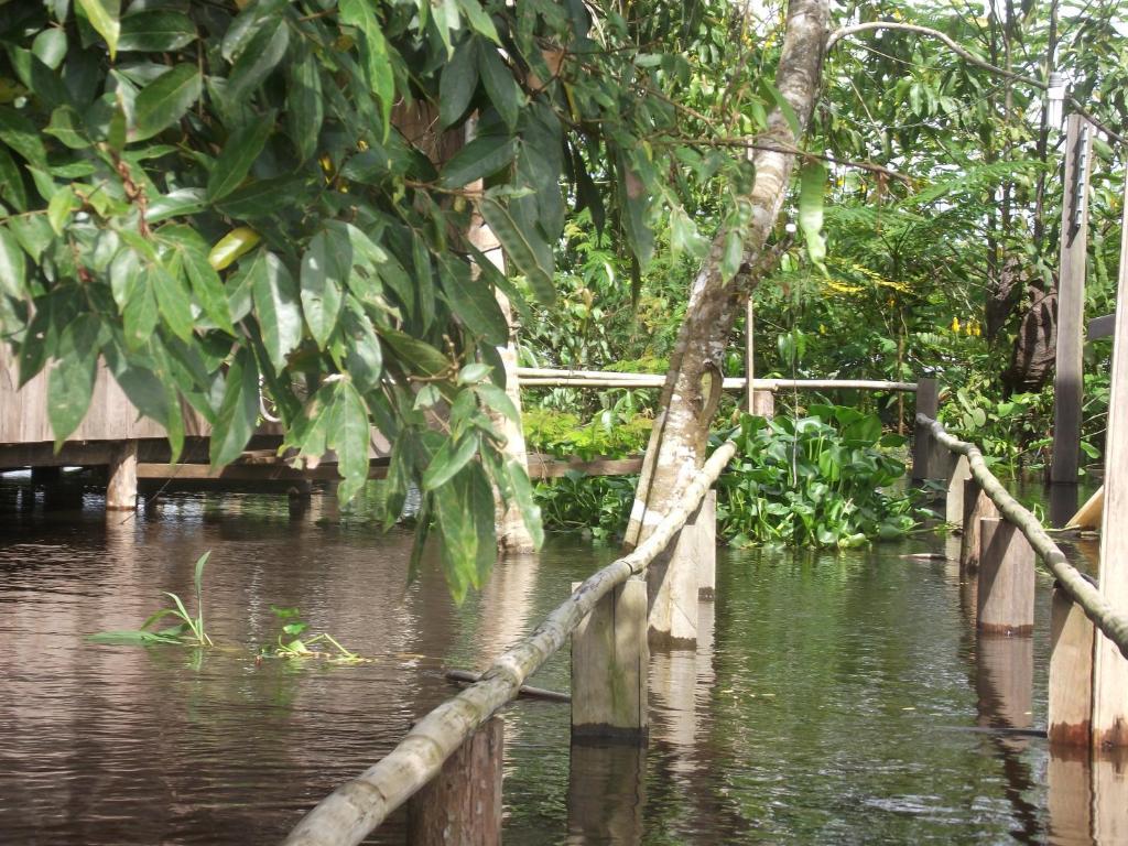 亚马逊金龙鱼小屋旅馆 Careiro 外观 照片